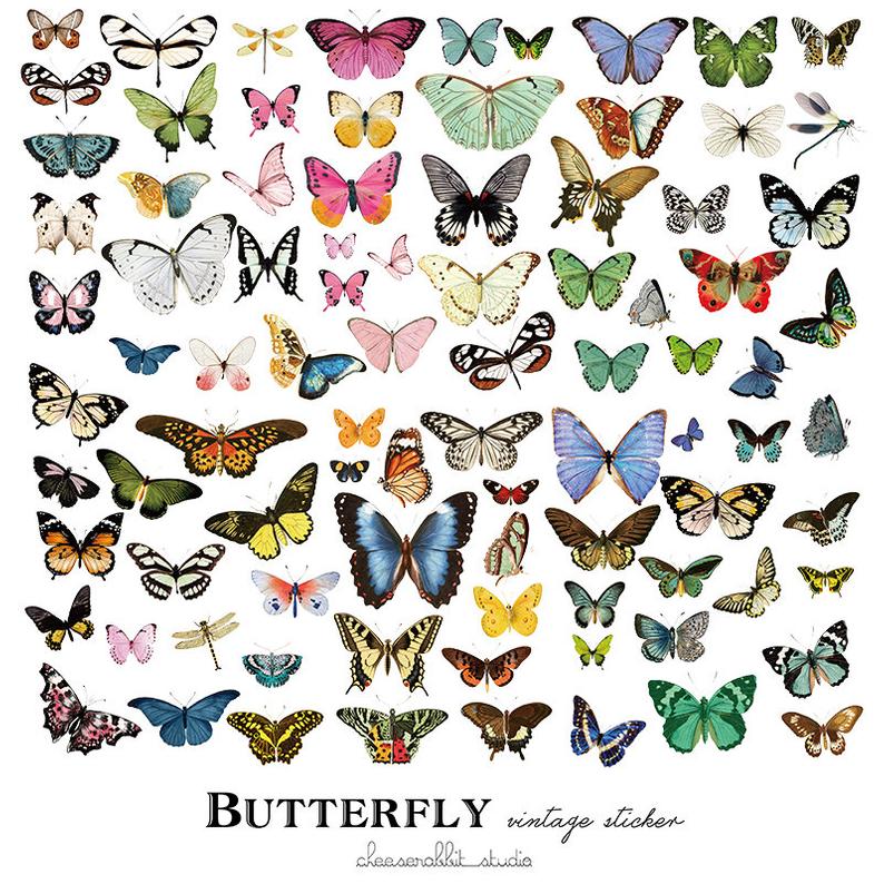 Variety Butterfly Vinyl Bumper Stickers