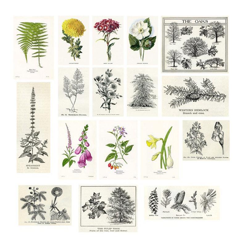 Plants Sticker Pack