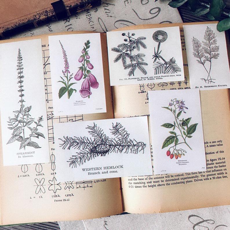 Plants Sticker Pack