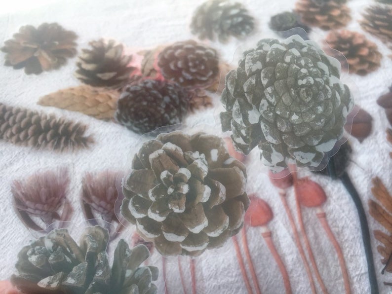 Conifer cone PET Stickers