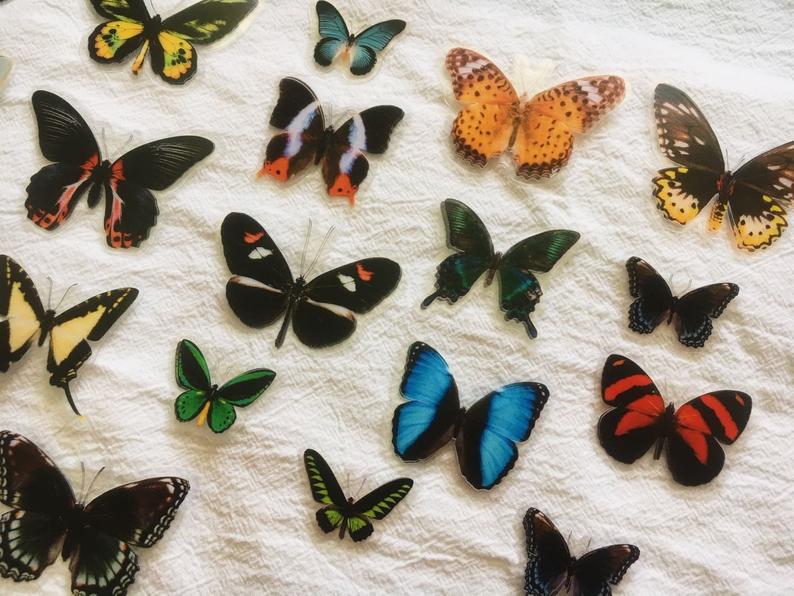 Butterfly Specimen Clear Stickers