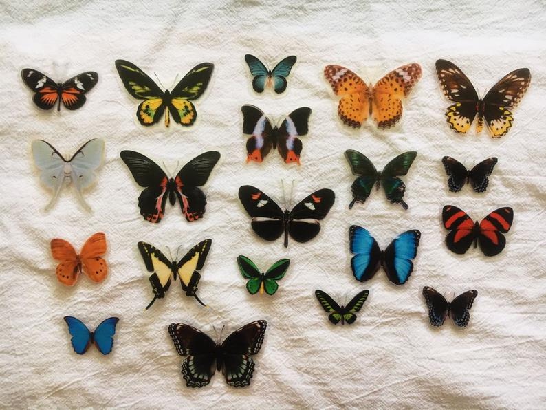 Butterfly Specimen Clear Stickers